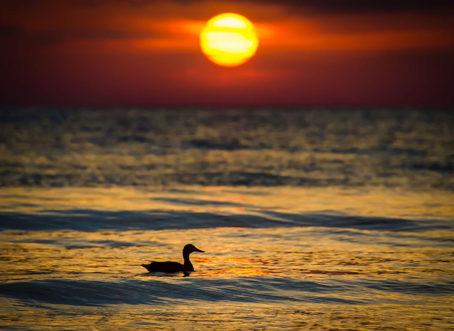 Duck on the sea at sunset - Linda's photography